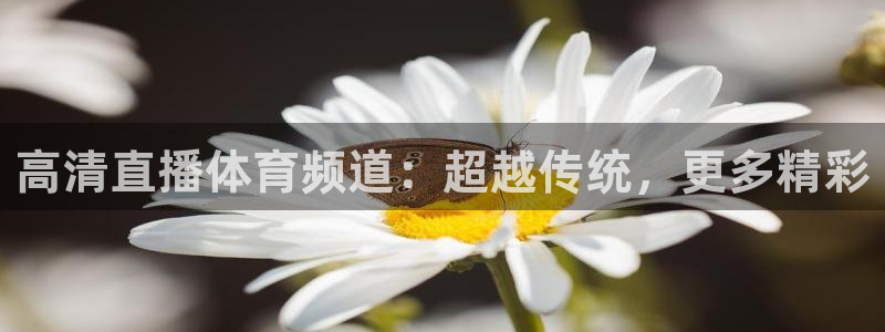 高清直播体育频道：超越传统，更多精彩